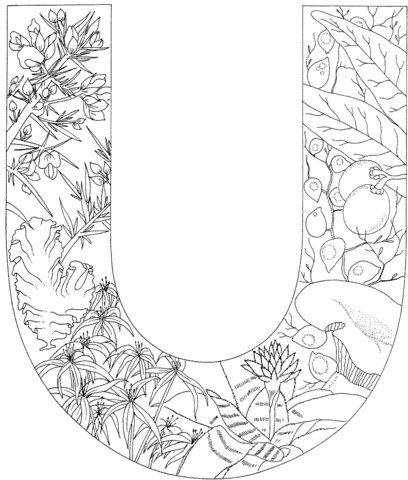 Letter U With Plants Coloring Page